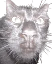 MA_ThatMfHenrySniffsGasBussinCat