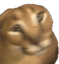 floppaspin