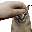 pat_the_floppa