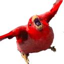 koko_real