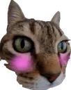 MinervaZediFlushed