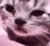 sad_cat