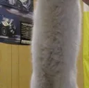 Longcat2 longcat2 Discord Emoji