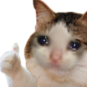 catapprove