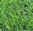 touchgrass Discord emoji