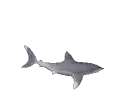 Shork Shork