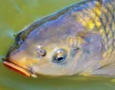 carp