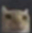 Gatiwi_4k Discord emoji