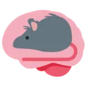 rat_brain