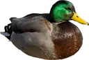 duckytheduck duckytheduck