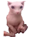bingus1