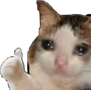 catto_ok