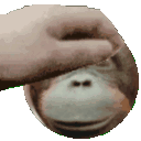 monkeypet