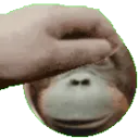 monkeypet