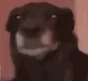 britishstare