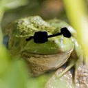 CKN_Coolfrog Discord emoji