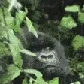 _macaco