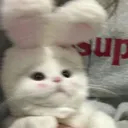 bunny_cat Discord Emoji