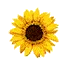 y_flower11