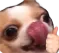 SeemsDogchi