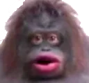 Monke