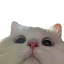 Catpeek catpeek Discord Emoji