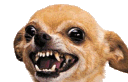 Dogomadcihuahua Discord emoji