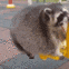 meme_raccoon Discord emoji