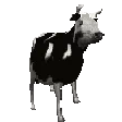 :polishcow: polishcow