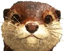 Otter2