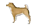 dogggg