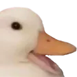 duckHappy