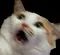 aaaaa