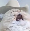 NYAAAAAAAA