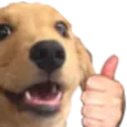 DoggoThumbsUp