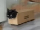 catTank