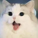 Cat Yawn catyawn Discord Emoji