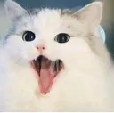 CatYawn2 Discord Emoji