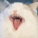 CatYawn3 Discord Emoji