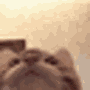 yum_cat
