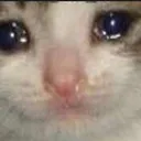 sadcat