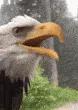 eagle_stare