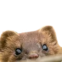 MootPeek