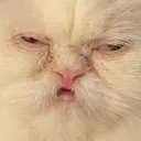 cottostare