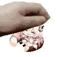 PatDonutLiv PatDonutLiv