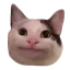 Cat_Hmmm Cat_Hmmm