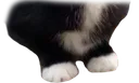 jeffFeet