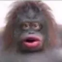 monkey monkey