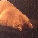 Ded Ded