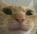 happycat happycat